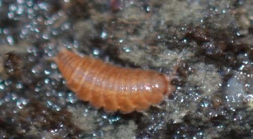 Trichoniscus sp.